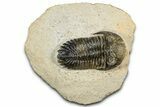 Detailed Hollardops Trilobite Fossil - Multi-Toned Preservation #351262-2